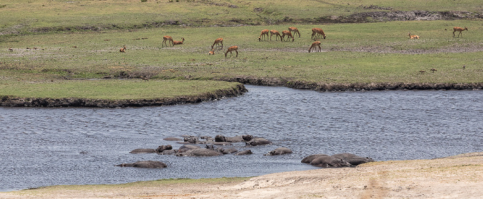 Chobe National Park Flusspferde (Nilpferd, Hippopotamus amphibius) und Impalas (Aepyceros)