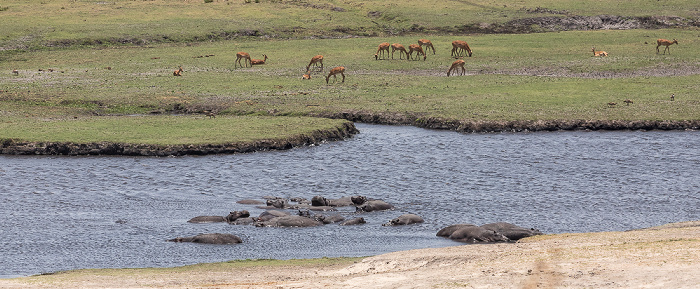 Flusspferde (Nilpferd, Hippopotamus amphibius) und Impalas (Aepyceros) Chobe National Park