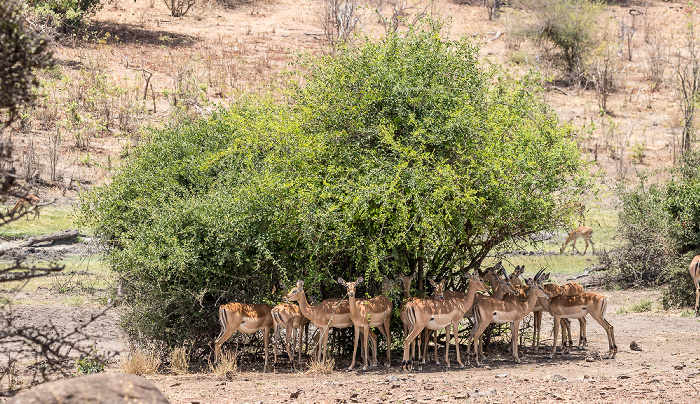 Impalas (Aepyceros) Chobe National Park