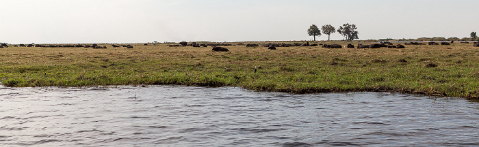 Chobe, Kaffernbüffel (Schwarzbüffel, Afrikanische Büffel, Syncerus caffer) Chobe National Park