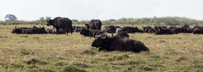 Kaffernbüffel (Schwarzbüffel, Afrikanische Büffel, Syncerus caffer) Chobe National Park