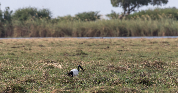 Chobe National Park Heiliger Ibis (Threskiornis aethiopicus)