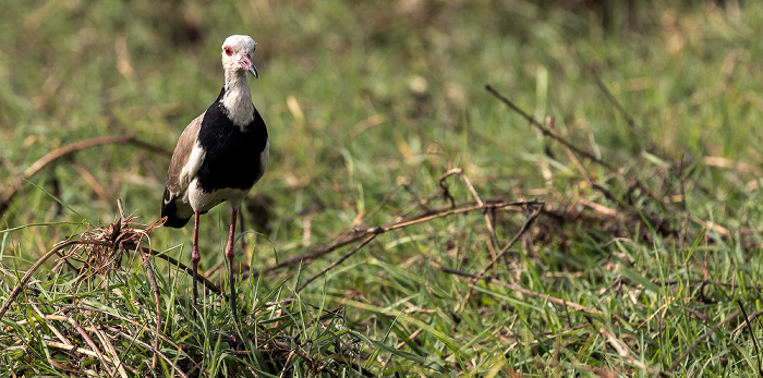 Langzehenkiebitz (Vanellus crassirostris) Chobe National Park