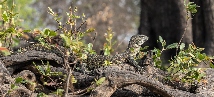 Chobe National Park Waran (Varanus)