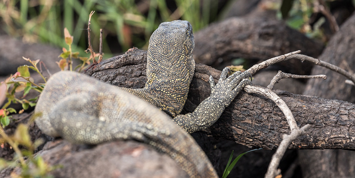 Waran (Varanus) Chobe National Park