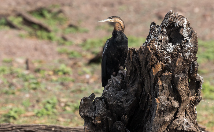 Chobe National Park Afrikanischer Schlangenhalsvogel (Anhinga rufa)