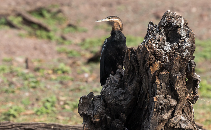 Afrikanischer Schlangenhalsvogel (Anhinga rufa) Chobe National Park