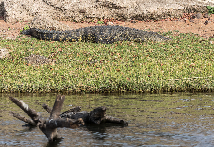 Chobe National Park Nilkrokodil (Crocodylus niloticus)