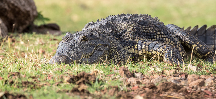 Chobe National Park Nilkrokodil (Crocodylus niloticus)