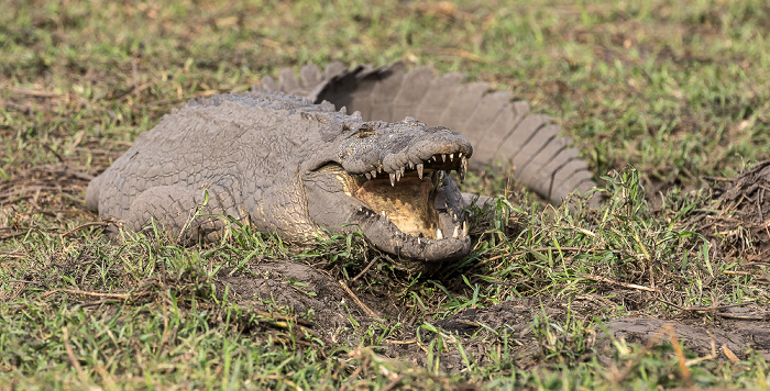 Chobe National Park Nilkrokodil (Crocodylus niloticus)