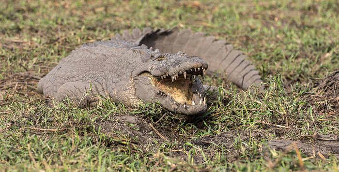 Nilkrokodil (Crocodylus niloticus) Chobe National Park