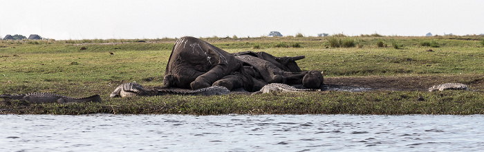 Chobe National Park Toter Afrikanischer Elefant (Loxodonta africana), Nilkrokodile (Crocodylus niloticus)