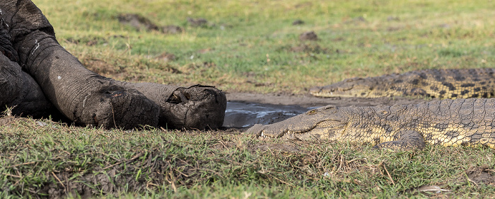 Toter Afrikanischer Elefant (Loxodonta africana), Nilkrokodile (Crocodylus niloticus) Chobe National Park