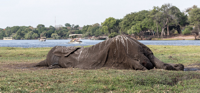 Toter Afrikanischer Elefant (Loxodonta africana), Nilkrokodile (Crocodylus niloticus) Chobe National Park