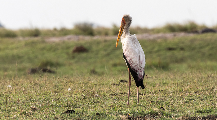 Nimmersatt (Mycteria ibis) Chobe National Park