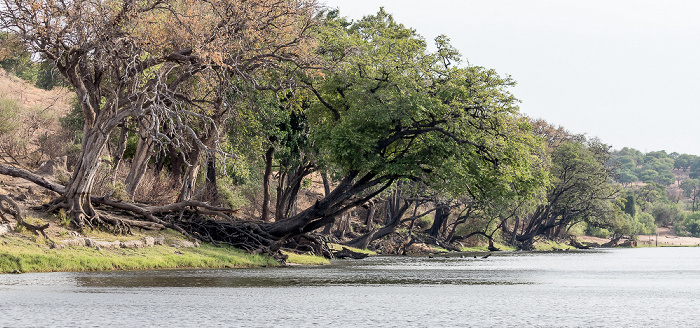 Chobe National Park Chobe