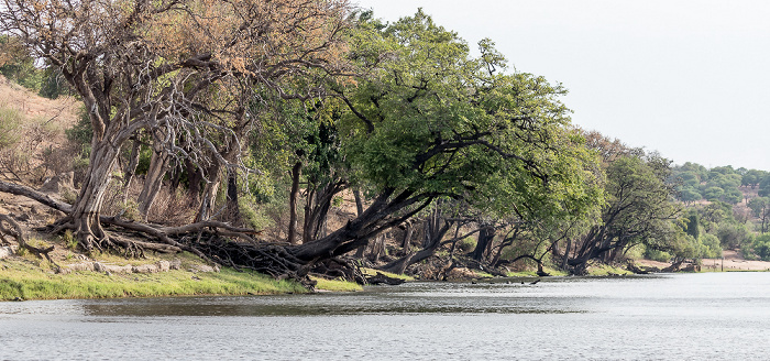 Chobe Chobe National Park