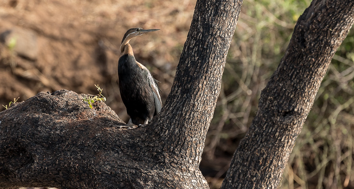 Chobe National Park Afrikanischer Schlangenhalsvogel (Anhinga rufa)