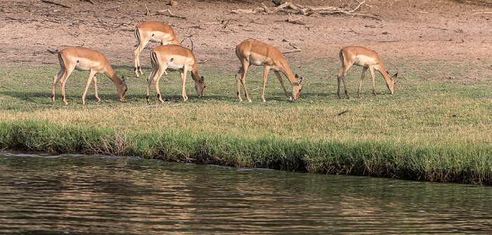 Impalas (Aepyceros) Chobe National Park