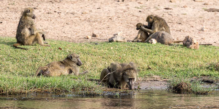 Chobe National Park Bärenpaviane (Tschakma, Papio ursinus)