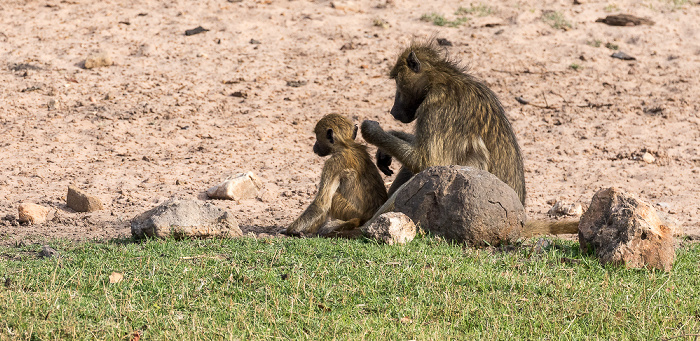 Chobe National Park Bärenpaviane (Tschakma, Papio ursinus)