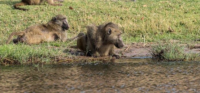 Bärenpaviane (Tschakma, Papio ursinus) Chobe National Park