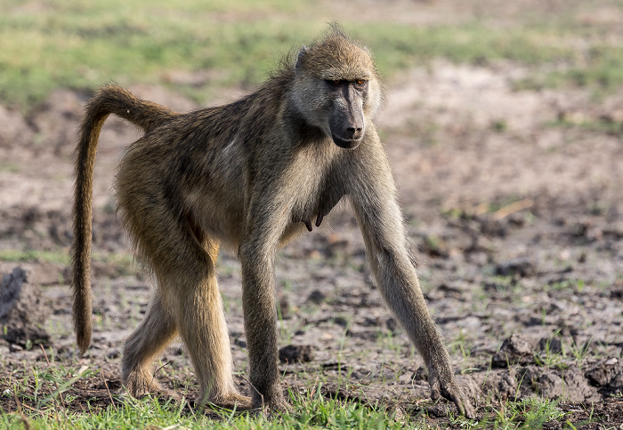 Chobe National Park Bärenpavian (Tschakma, Papio ursinus)