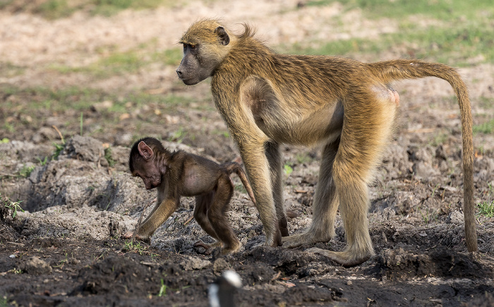 Chobe National Park Bärenpaviane (Tschakma, Papio ursinus)