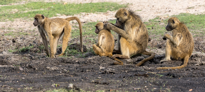 Bärenpaviane (Tschakma, Papio ursinus) Chobe National Park