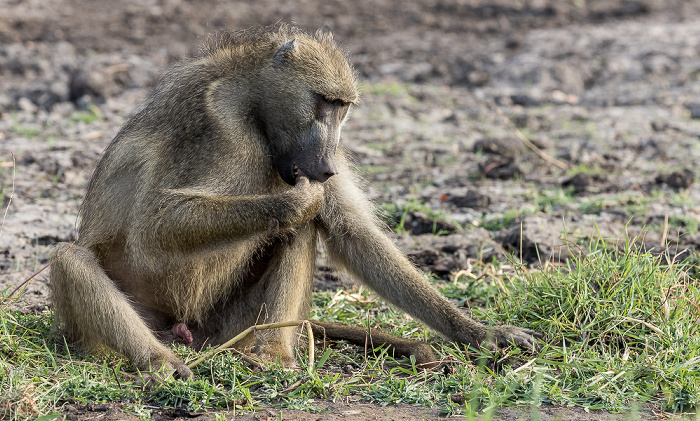 Chobe National Park Bärenpavian (Tschakma, Papio ursinus)