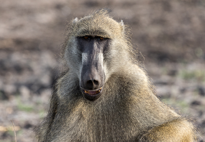 Chobe National Park Bärenpavian (Tschakma, Papio ursinus)