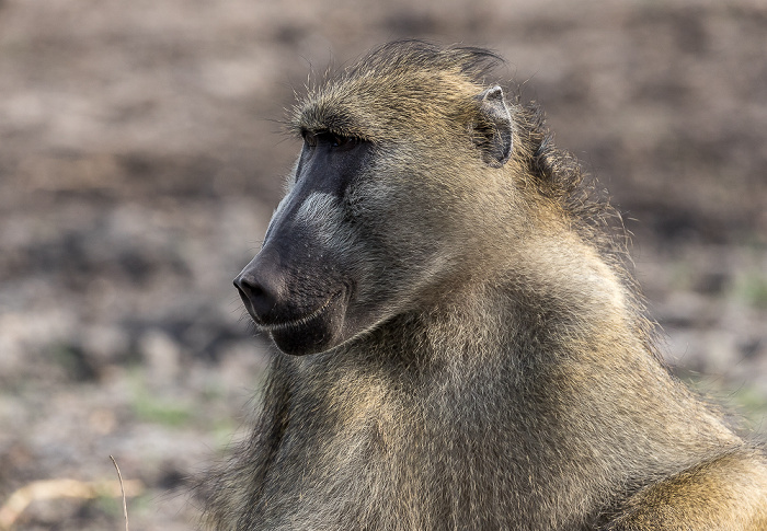 Chobe National Park Bärenpavian (Tschakma, Papio ursinus)