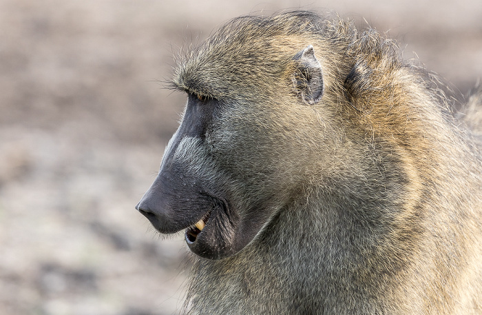 Chobe National Park Bärenpavian (Tschakma, Papio ursinus)