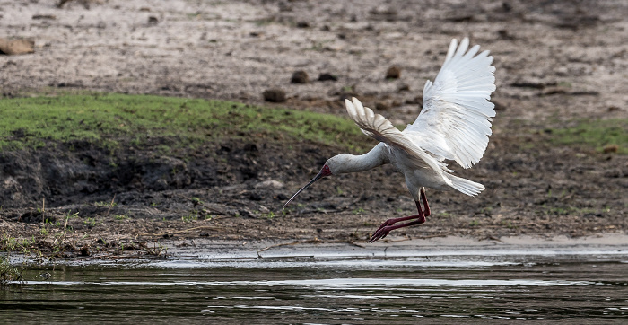 Chobe National Park Schmalschnabellöffler (Afrikanischer Löffler, Rosenfußlöffler, Platalea alba)