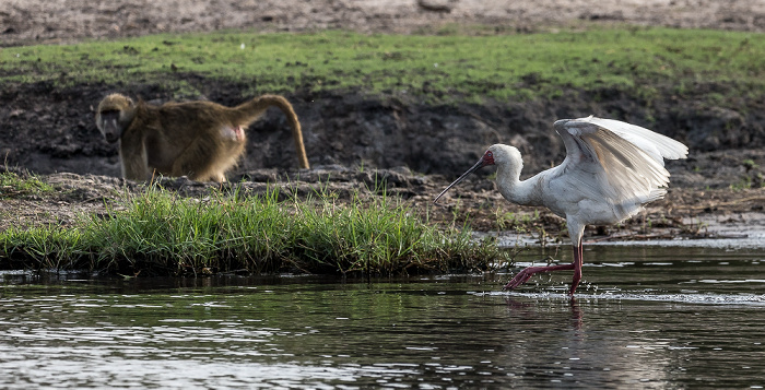 Schmalschnabellöffler (Afrikanischer Löffler, Rosenfußlöffler, Platalea alba) Chobe National Park