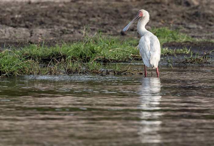 Chobe National Park Schmalschnabellöffler (Afrikanischer Löffler, Rosenfußlöffler, Platalea alba)