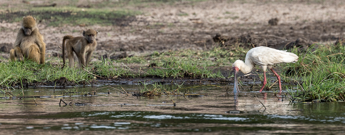 Chobe National Park Schmalschnabellöffler (Afrikanischer Löffler, Rosenfußlöffler, Platalea alba), Bärenpaviane (Tschakma, Papio ursinus)