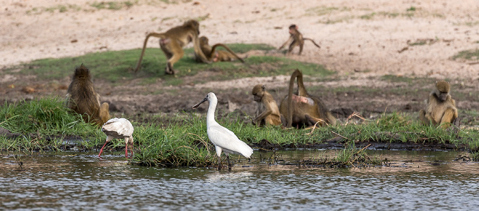 Chobe National Park Schmalschnabellöffler (Afrikanischer Löffler, Rosenfußlöffler, Platalea alba), Bärenpaviane (Tschakma, Papio ursinus)