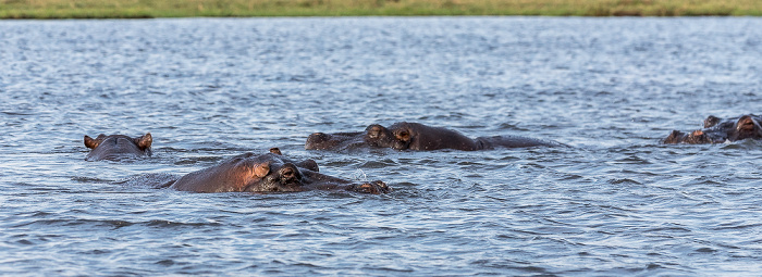 Chobe National Park Flusspferde (Nilpferd, Hippopotamus amphibius)