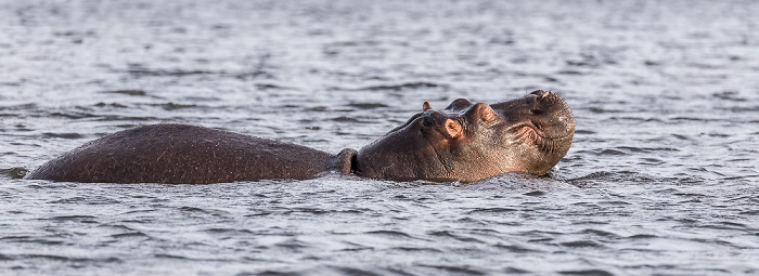 Flusspferd (Nilpferd, Hippopotamus amphibius) Chobe National Park