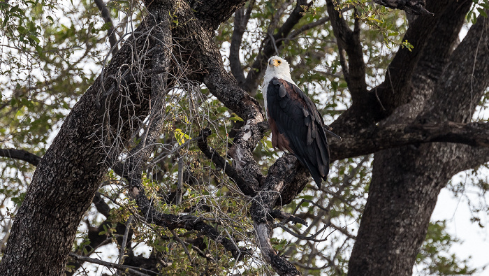 Chobe National Park Schreiseeadler (Haliaeetus vocifer)