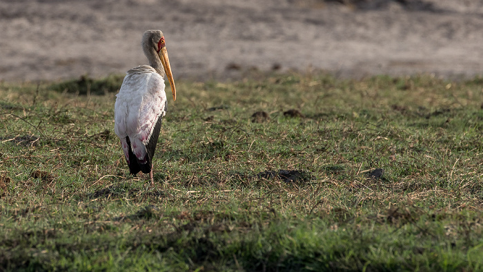 Chobe National Park Nimmersatt (Mycteria ibis)