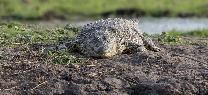 Chobe National Park Nilkrokodil (Crocodylus niloticus)