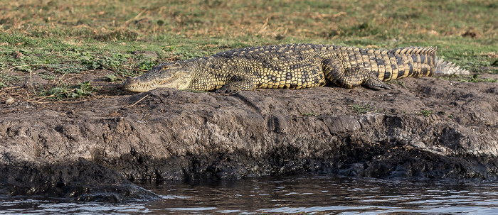 Nilkrokodil (Crocodylus niloticus) Chobe National Park