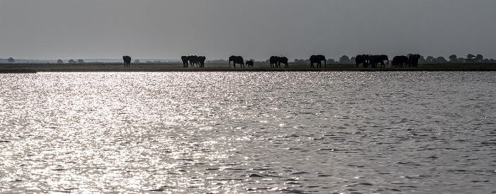 Chobe National Park Chobe, Afrikanische Elefanten (Loxodonta africana)