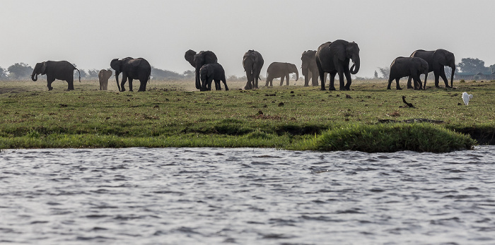 Chobe National Park Chobe, Afrikanische Elefanten (Loxodonta africana)