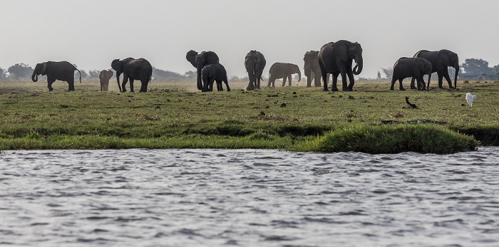 Chobe, Afrikanische Elefanten (Loxodonta africana) Chobe National Park