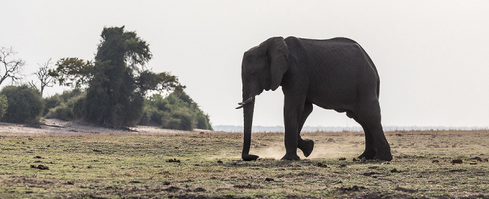 Afrikanischer Elefant (Loxodonta africana) Chobe National Park