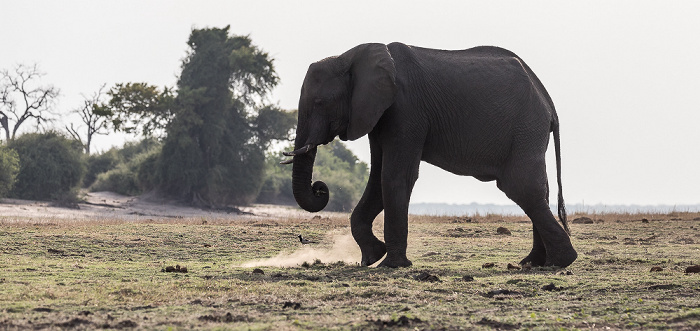 Afrikanischer Elefant (Loxodonta africana) Chobe National Park