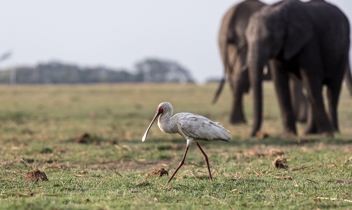 Schmalschnabellöffler (Afrikanischer Löffler, Rosenfußlöffler, Platalea alba) Chobe National Park